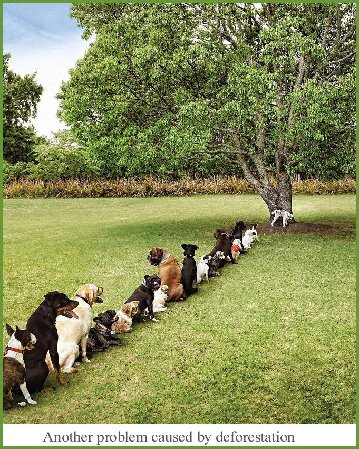 dogs and deforestation